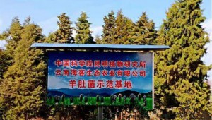 云南海客生态农业公司积极响应科技支撑号召 建立羊肚菌示范基地