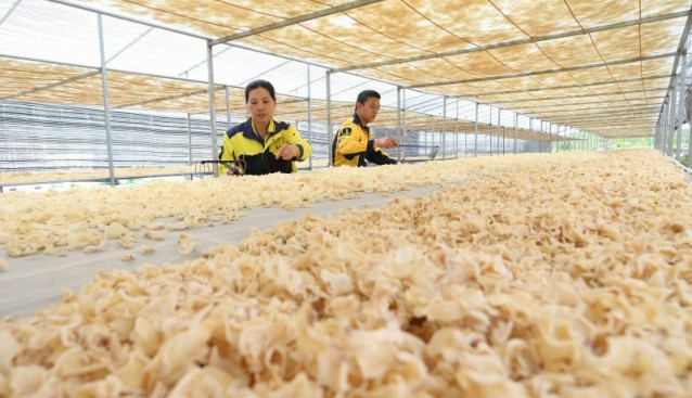 贵州省印江县：玉木耳进入采收期 增加农民就近务工收入