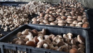 新疆生產建設兵團第二師二十五團種植香菇 成為職工群眾致富“新寵”