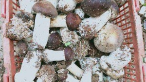 云南省巧家縣大球蓋菇種植基地采摘忙 走出具有特色的產(chǎn)業(yè)振興之路