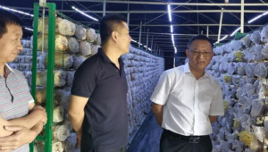 廣東省梅州市農林科學院蒞臨廣東省現代農業曲江區食用菌產業園調研