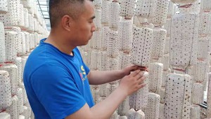 黑龙江省萝北县延军农场有限公司400万挂袋木耳“含苞待放”