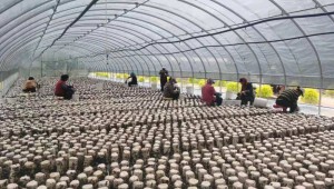 吉林省山菇娘食品公司“一对一”税务帮扶助力食用菌产业发展
