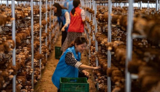 江西省新余市：建成现代化食用菌生产流水线 小蘑菇做成大产业