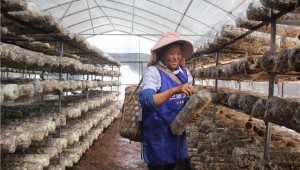 云南省劍川縣羊岑鄉(xiāng)食用菌進入采收季 脫貧戶穩(wěn)定增收