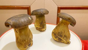 牛肝菌菜品品鑒會在江蘇省揚州市順利舉行
