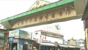 野生菌即將大量上市 云南香格里拉松茸15000元/公斤