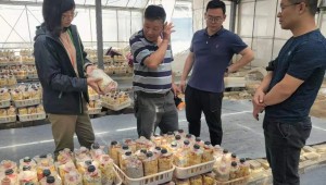 上海农科院食用菌所专家赴海宁桑黄基地调研