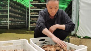 陜西省藍田縣農業農村局邀請專家為食用菌產業把脈診斷