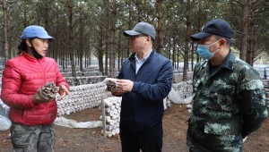 阿木爾林業局：延長食用菌產業鏈 推動林區經濟高質量發展