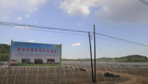 吉林省磐石市食用菌特色小镇：引进优质菌种 再添发展动能