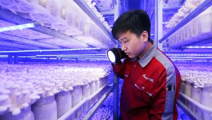 成都青白江被認(rèn)定為國家級農(nóng)業(yè)國際貿(mào)易高質(zhì)量發(fā)展基地 掀起“菇食尚”膳食風(fēng)潮