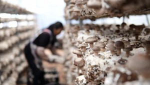2020年贵州食用菌产值184.7亿元 总体规模跻身全国前十