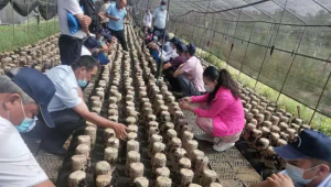 新疆阿瓦提县农业农村局组织部分种植大户观摩黑木耳基地 学习产业发展先进经验