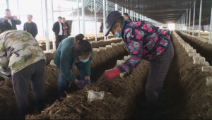 黑龙江讷河市：赤松茸进入下菌阶段 标准化大棚工厂化种植效益高