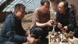黑龍江省肇源縣：暖棚羊肚菌“俏位”上市