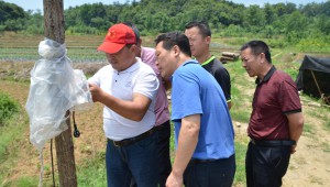湖北省隨州市曾都區：邀請專家學者進村培訓菇農 推動香菇產業高質量發展