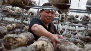 贵州百里杜鹃风景区：夏季香菇长势喜人 产业发展势头强劲