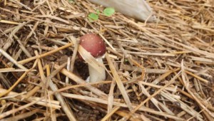 青岛市益菇园食用菌种植基地：秸秆里种出菌菇 环保又增收