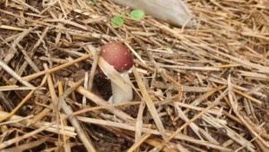 青島市益菇園食用菌種植基地：秸稈里種出菌菇 環保又增收