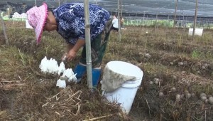 福建省南平市建陽區：竹蓀喜獲豐收 預計將為農民增收200多萬元