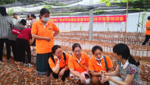 中国热带农业科学院广西研究院成功举办猪肚菇高效栽培技术观摩培训会