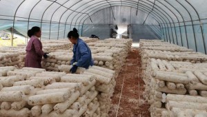 农发行贵州省安龙县支行2.4亿元“金融活水”盘活食用菌产业