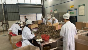 四川省巴中市羊肚菌首次实现自营出口 进一步推动食用菌产品出口市场多元化进程