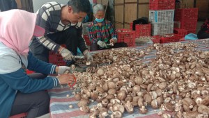 內(nèi)蒙古赤峰市：小香菇獲得大收入 提高菇農(nóng)種植積極性