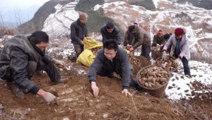 重慶渝峰烏天麻成功備案全國首家天麻食品生產標準企業
