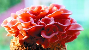 黑龙江省哈尔滨市地产森林菌菇即将上市：“闻尽”森林气 “独享”清泉水