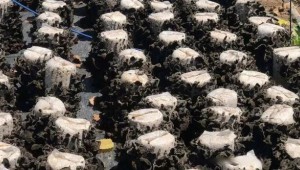 山東省蘭陵縣：露天種植木耳 開拓增收新途徑