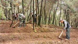 贵州省德江县：种植林下菌 惠民好产业