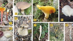 浙江省舟山市普陀區生物多樣性調查專家團隊又新發現多種珍稀食藥用菌