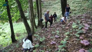 貴州省冊(cè)亨縣：1200多畝靈芝上市 立體種植提升林地效能