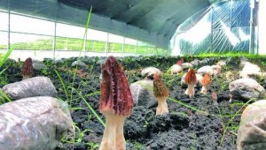 羊肚菌在內蒙古根河市試種成功 成為百姓致富的新寵