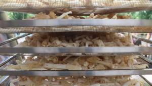 貴州省赤水市寶源鄉(xiāng)：種植竹蓀 助力鄉(xiāng)村振興