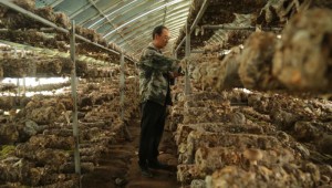 甘肅省渭源縣祁家廟鎮發展優勢產業 小香菇托起大夢想