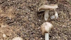 云南省廣南縣：不斷優化產業結構 成功培育雞樅菌