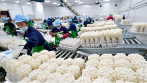 江蘇泗陽：食用菌工廠化產業興旺發展