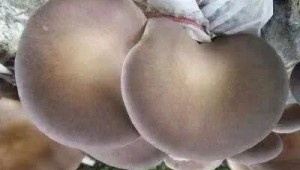 鮑魚菇出菇了，該怎么管理？