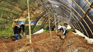 云南省大理州劍川縣因地制宜種植大球蓋菇 助力鄉村振興