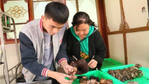 又到菌香扑鼻时 四川省甘孜州野生食用菌陆续上市