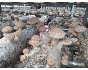 灵宝昌盛供应优质香菇菌种长期指导厂家批发