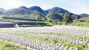 貴州省織金縣：建成食用菌種植示范點 全力推進產業發展