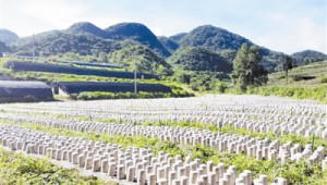 贵州省织金县：建成食用菌种植示范点 全力推进产业发展