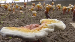 西藏白肉靈芝栽培技術實現突破 助力鄉村振興