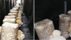 高架草莓與猴頭菇套種 提高單位面積產值