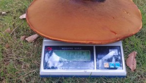 云南省普洱市又一野生大型牛肝菌出現 重量多達8.4斤