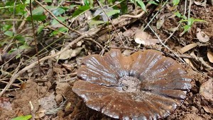 福建省武平縣：“菌袋子”變“金袋子” 紫靈芝喜獲豐收